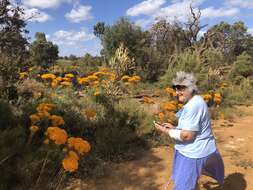 Imagem de Verticordia nitens (Lindley) Schauer