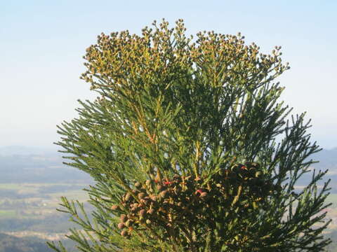 Image of Berzelia intermedia (D. Dietr.) Schltdl.