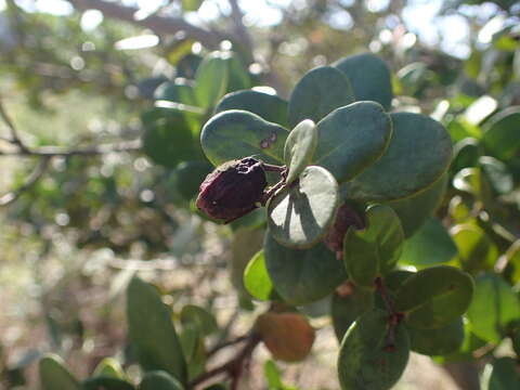 Image of Eugenia capensis subsp. capensis