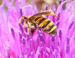 Image of Halictus scabiosae (Rossi 1790)