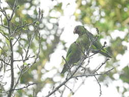 Image of Cobalt-winged Parakeet