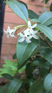 Image of Osmanthus burkwoodii (Burkwood & Skipwith) P. S. Green