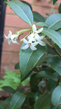 Sivun Osmanthus burkwoodii (Burkwood & Skipwith) P. S. Green kuva