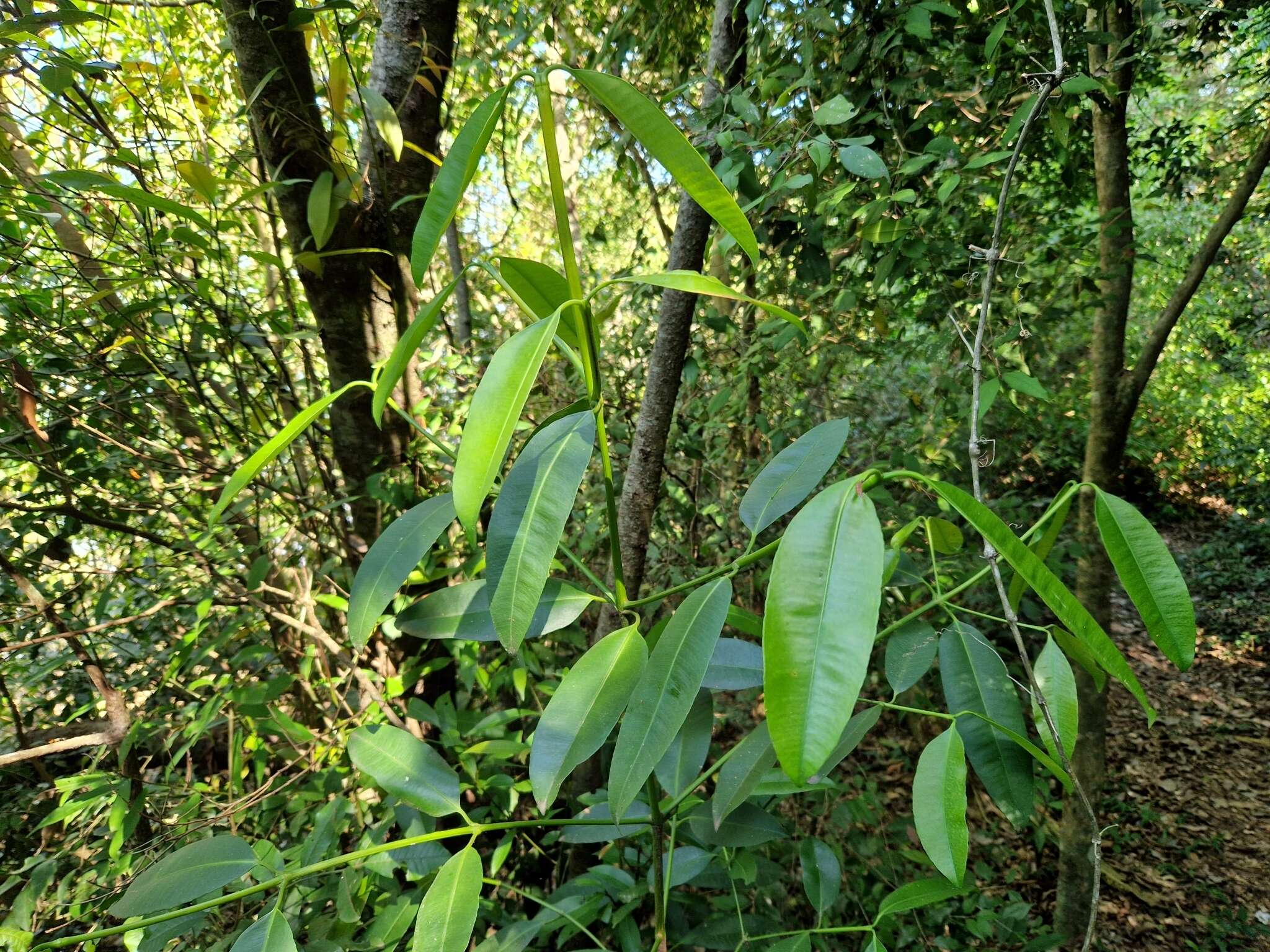 Image of Garcinia guacopary (S. Moore) M. Nee