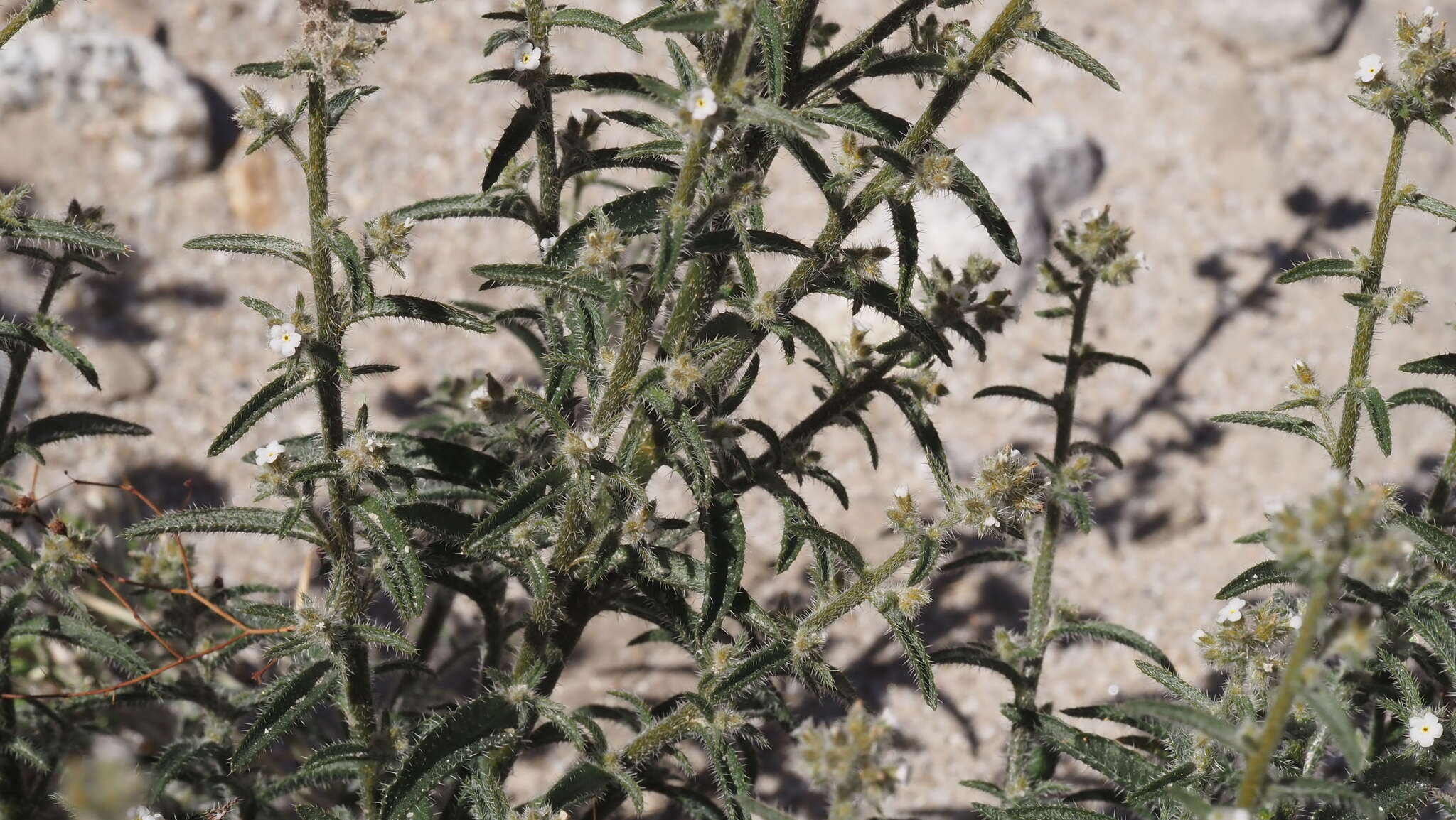 Image of winged cryptantha