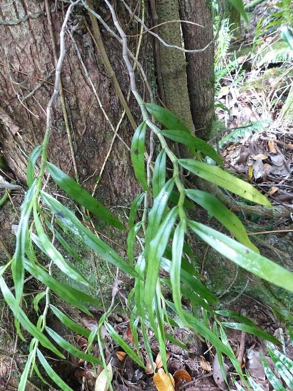 Image de Angraecum mauritianum (Poir.) Frapp.