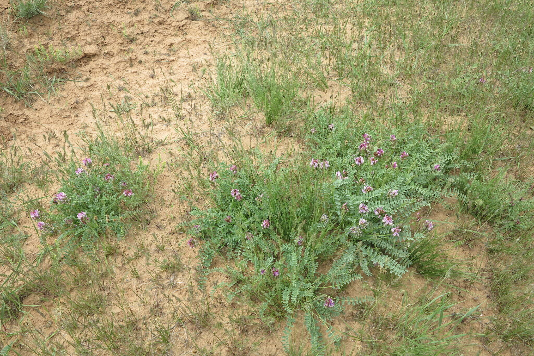 Imagem de Astragalus physodes L.