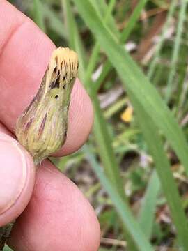 Image of Noticastrum calvatum (Baker) Cuatrec.