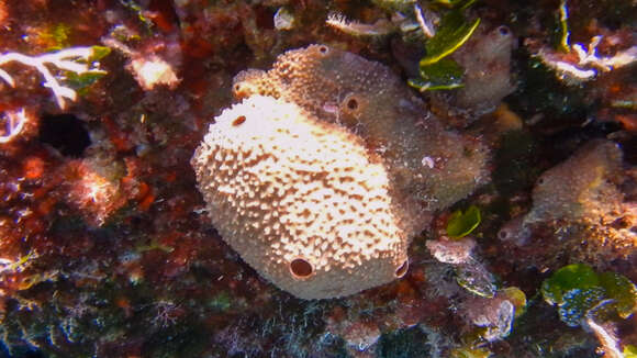 Image of variable loggerhead sponge