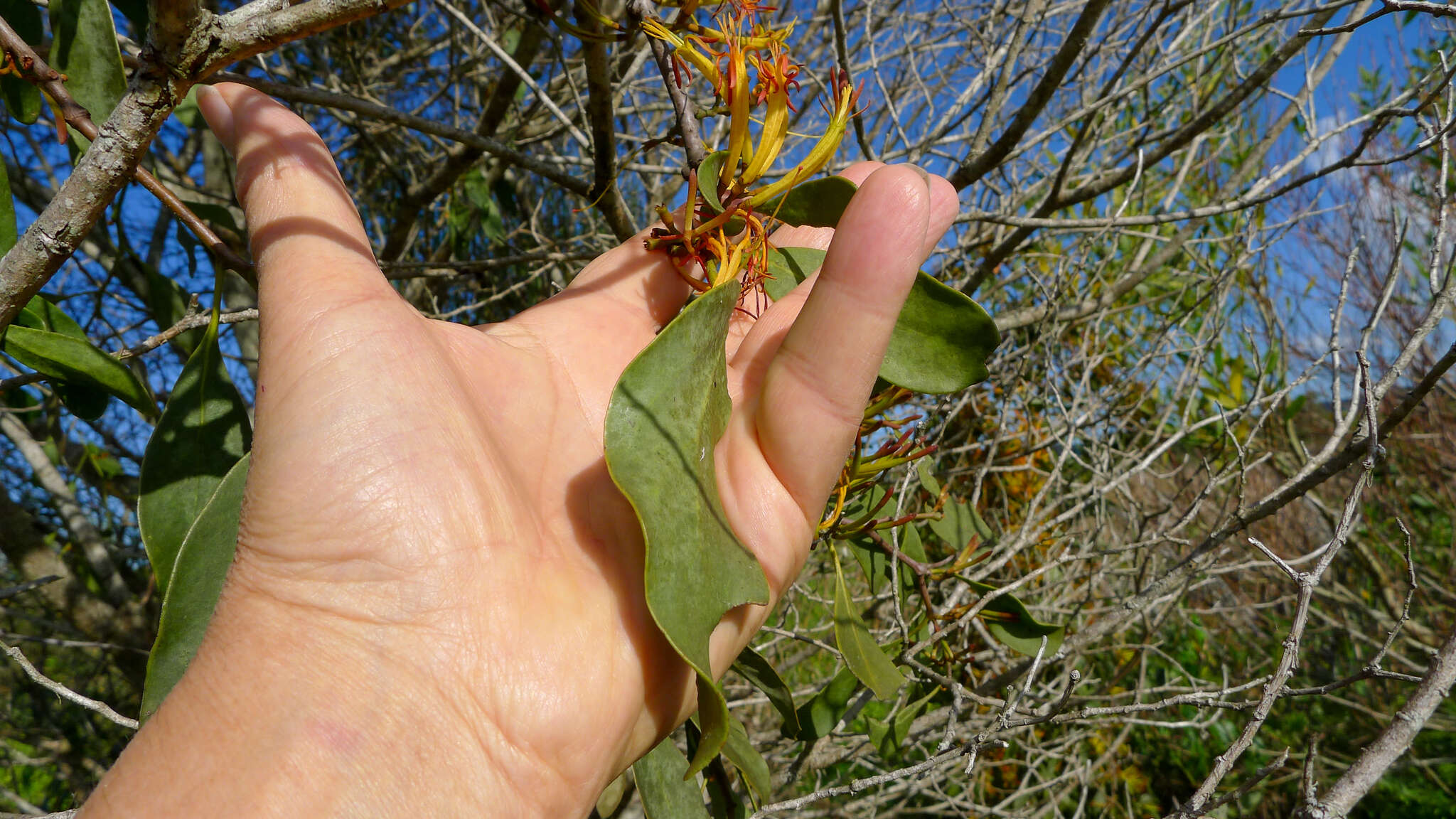 Image of Dendrophthoe vitellina (F. Müll.) Tieghem