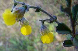 Image of Hermannia cuneifolia var. cuneifolia