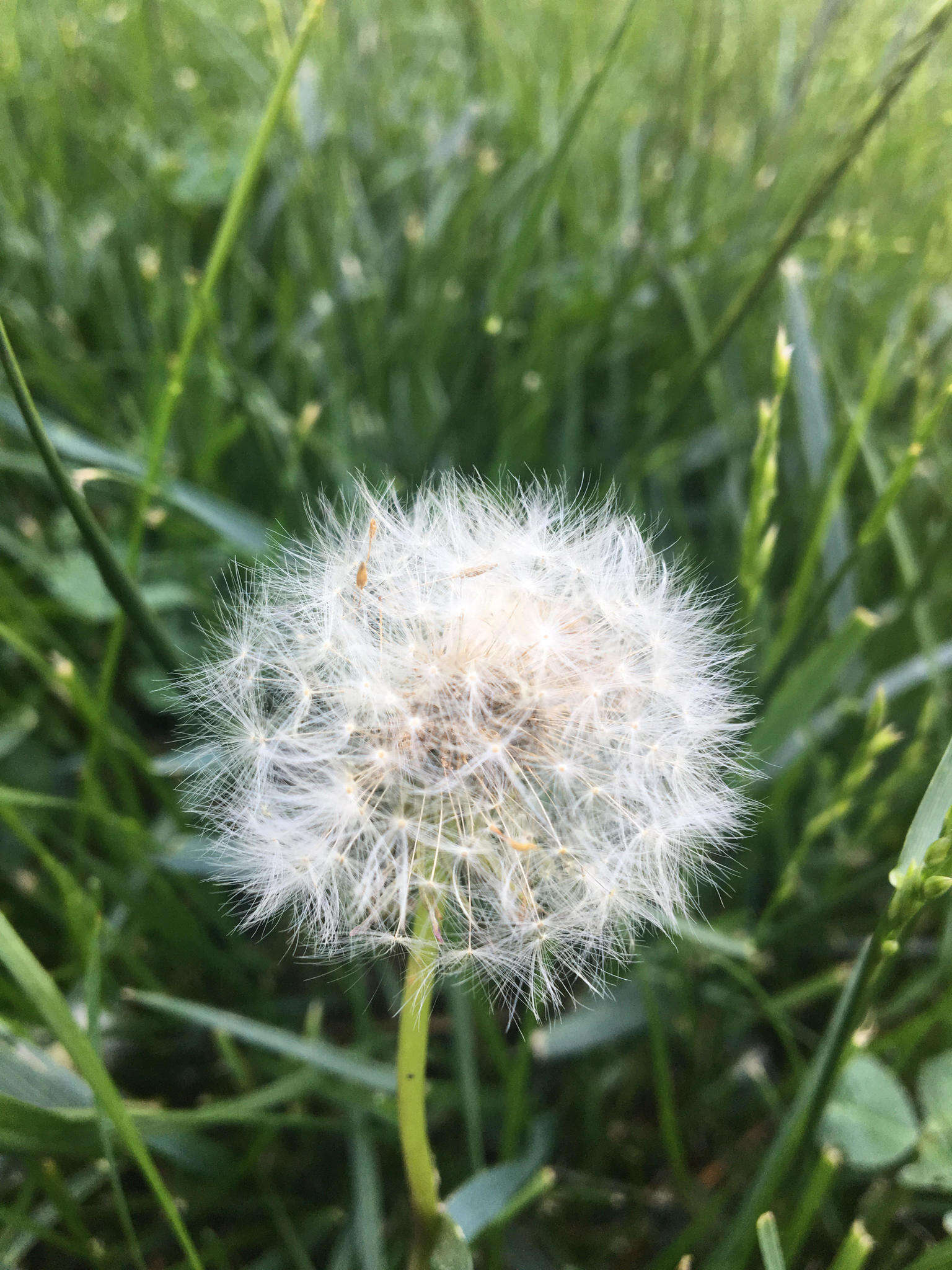 Image of Rock dandelion