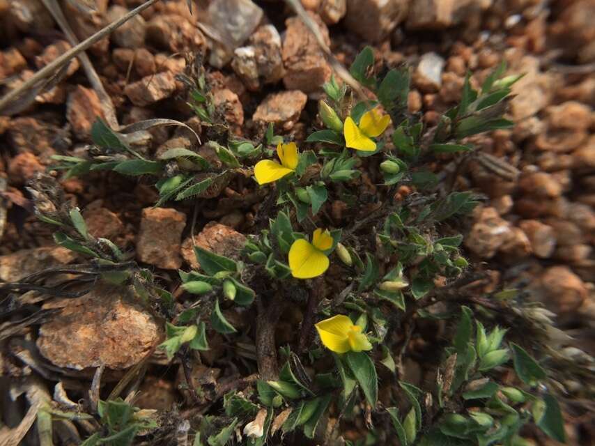 Image of Crotalaria hebecarpa (DC.) Rudd