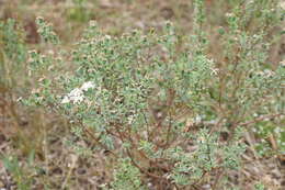 Image of Pimelea glauca R. Br.