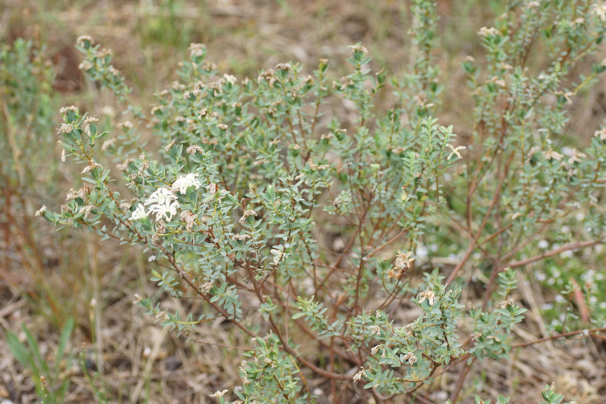 Image of Pimelea glauca R. Br.