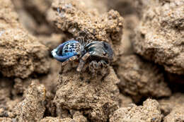 Image of Maratus fimbriatus Otto & Hill 2016