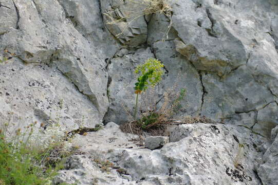 Image of urban spurge