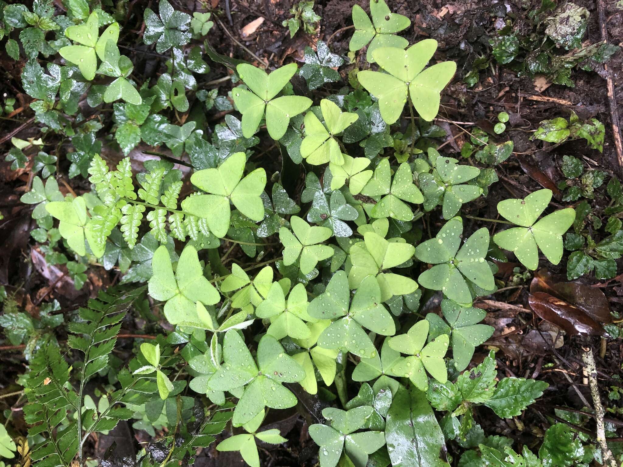 Image of Oxalis griffithii Edgew. & Hook. fil.