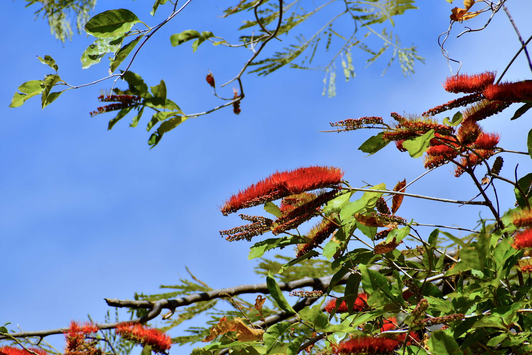 Combretum fruticosum (Loefl.) Stuntz resmi