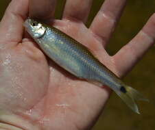 Image of Blacktail shiner