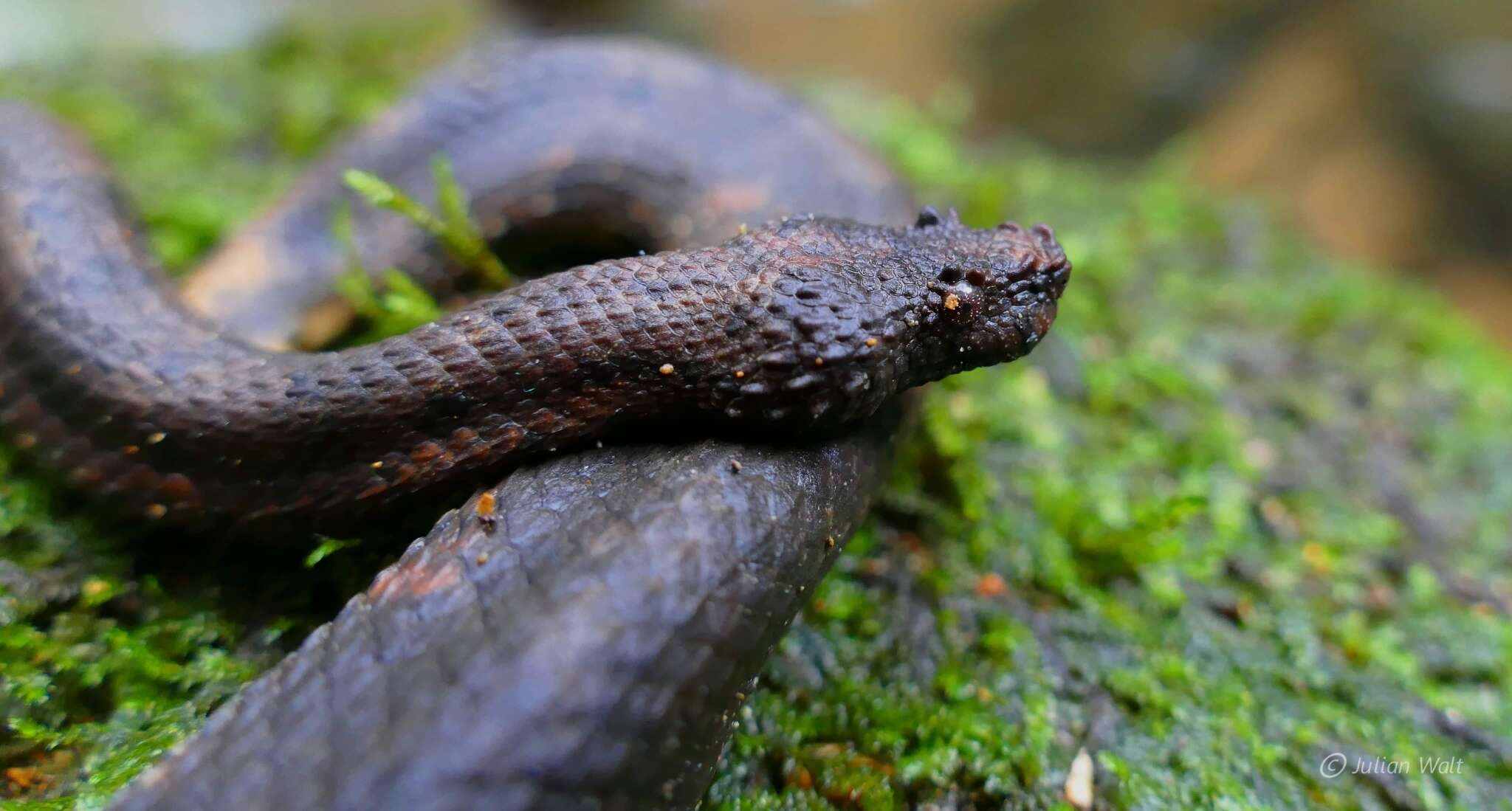 Image of Trachyboa Peters 1860