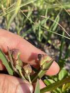 Euphorbia inundata var. inundata resmi