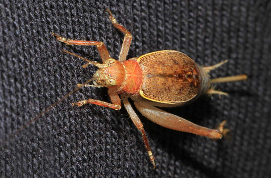 Image of Restless Bush Cricket