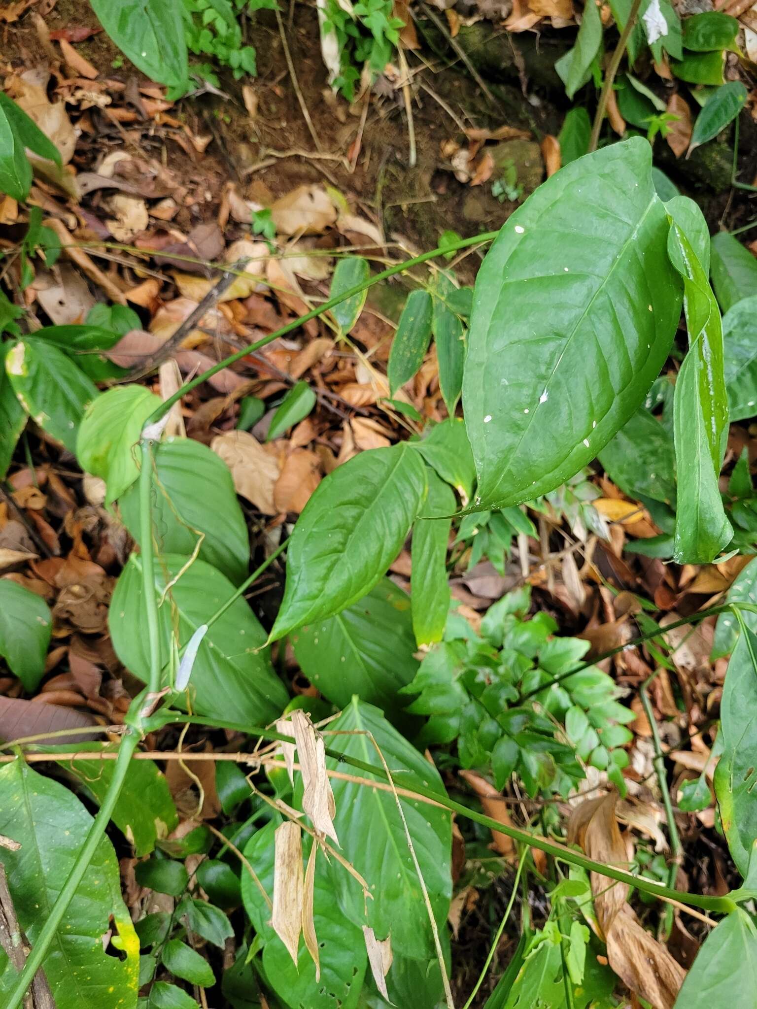 Anthurium pentaphyllum var. pentaphyllum的圖片