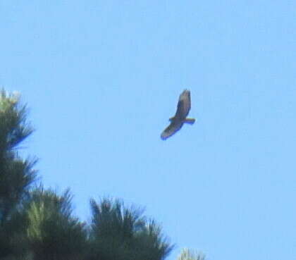 Image of Buteo buteo insularum Floericke 1903