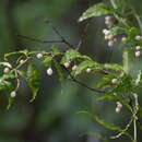 Imagem de Psychotria andevorantensis Bremek.