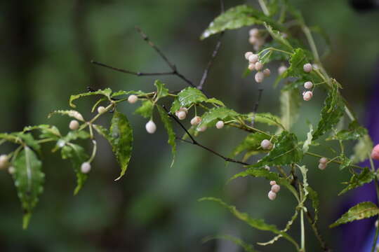 Image of Psychotria andevorantensis Bremek.