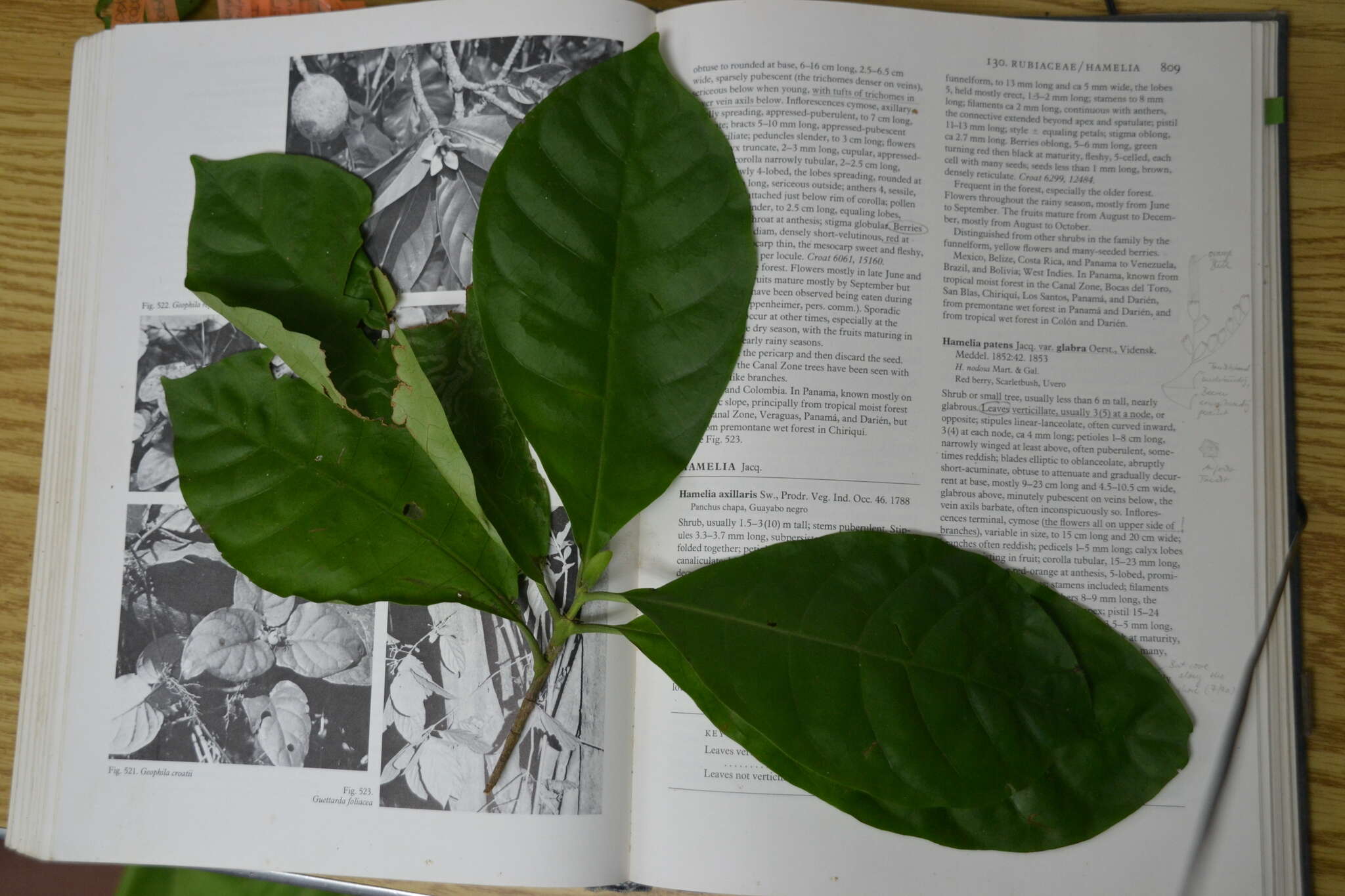 Image of Macrocnemum roseum (Ruiz & Pav.) Wedd.