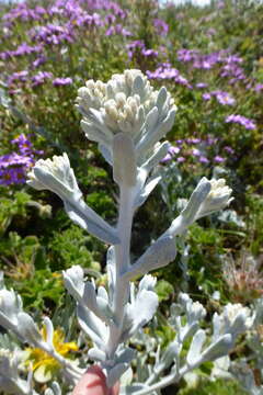 Image of Hottentot's Bedding