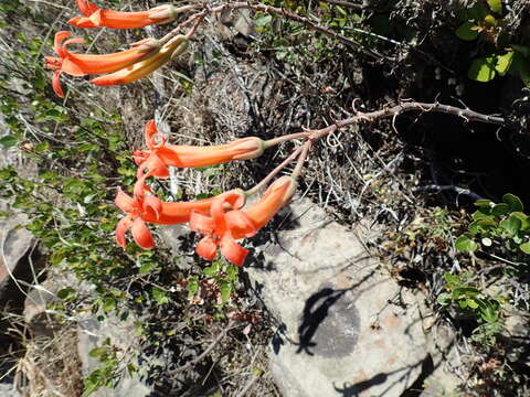 Imagem de Tylecodon grandiflorus (Burm. fil.) H. Tölken