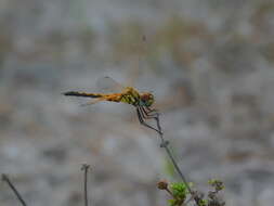 Image of Red-veined Pennant