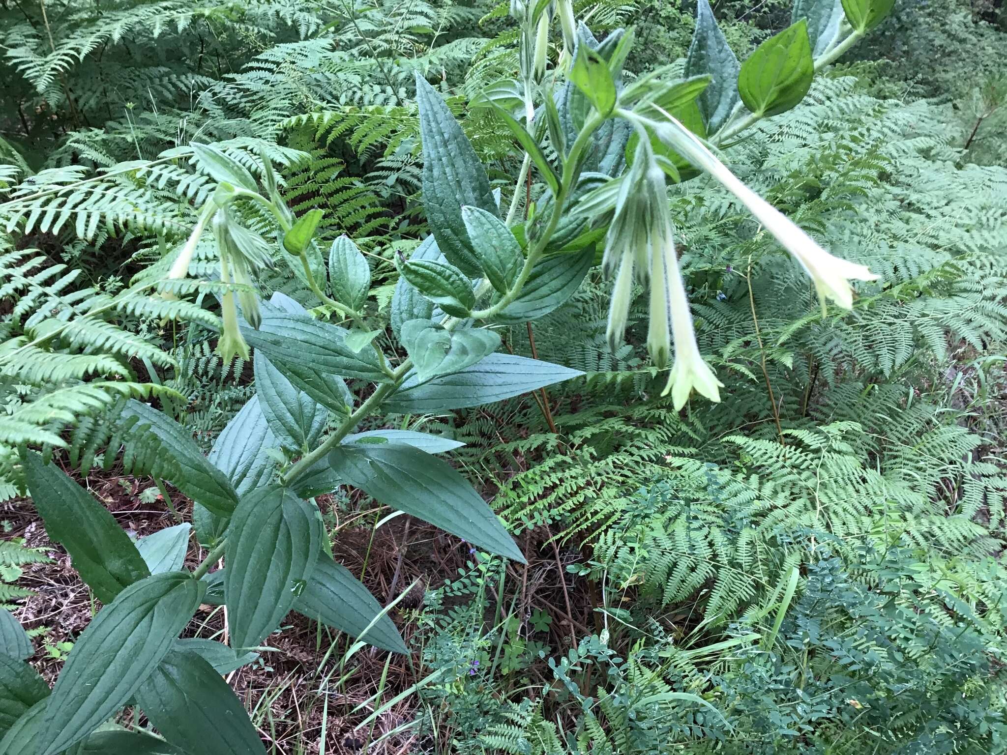 Image of giant-trumpets