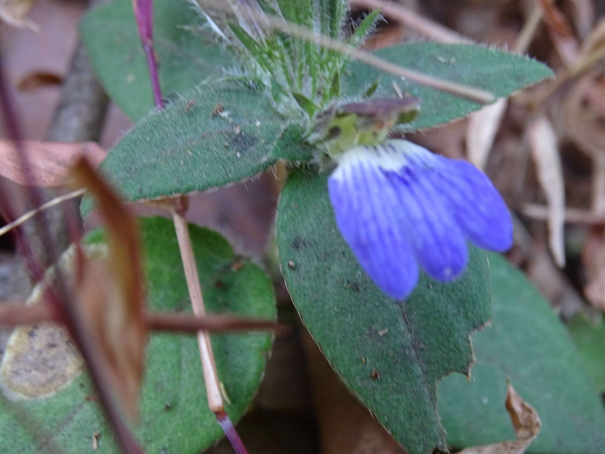 Cynarospermum asperrimum (Nees) K. Vollesen resmi