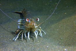 Image of Caramote prawn