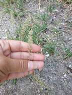 Image of stalked bur grass