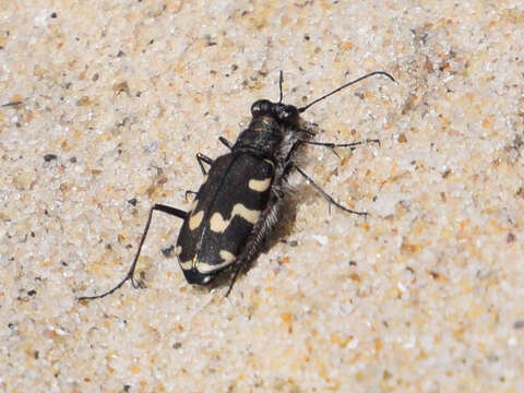 Image of Dune tiger beetle