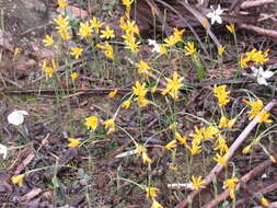 Image of Narcissus cavanillesii Barra & G. López