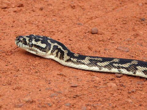 Image of Morelia spilota imbricata (L. A. Smith 1981)