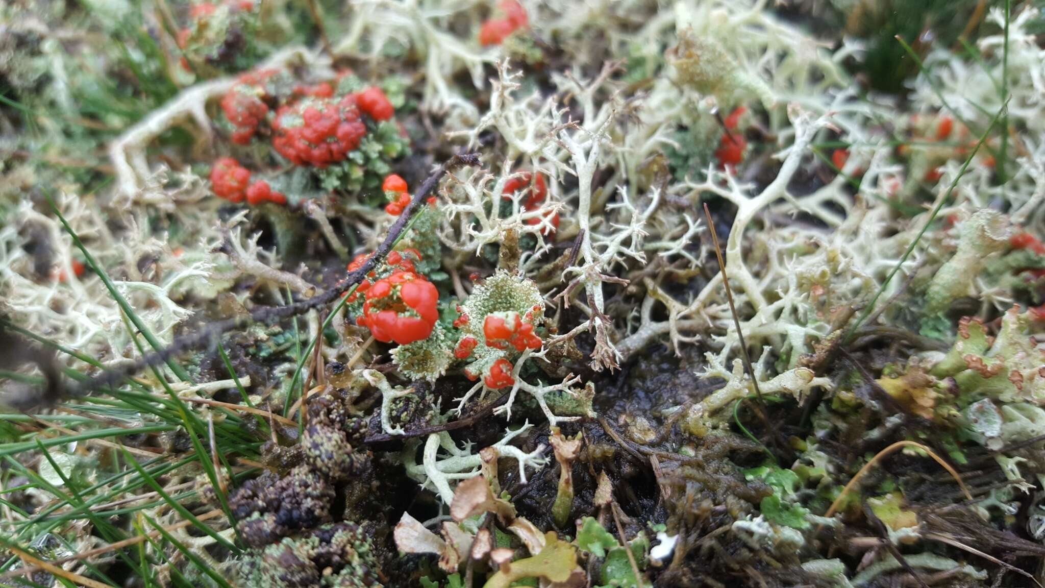 Imagem de Cladonia floerkeana (Fr.) Flörke