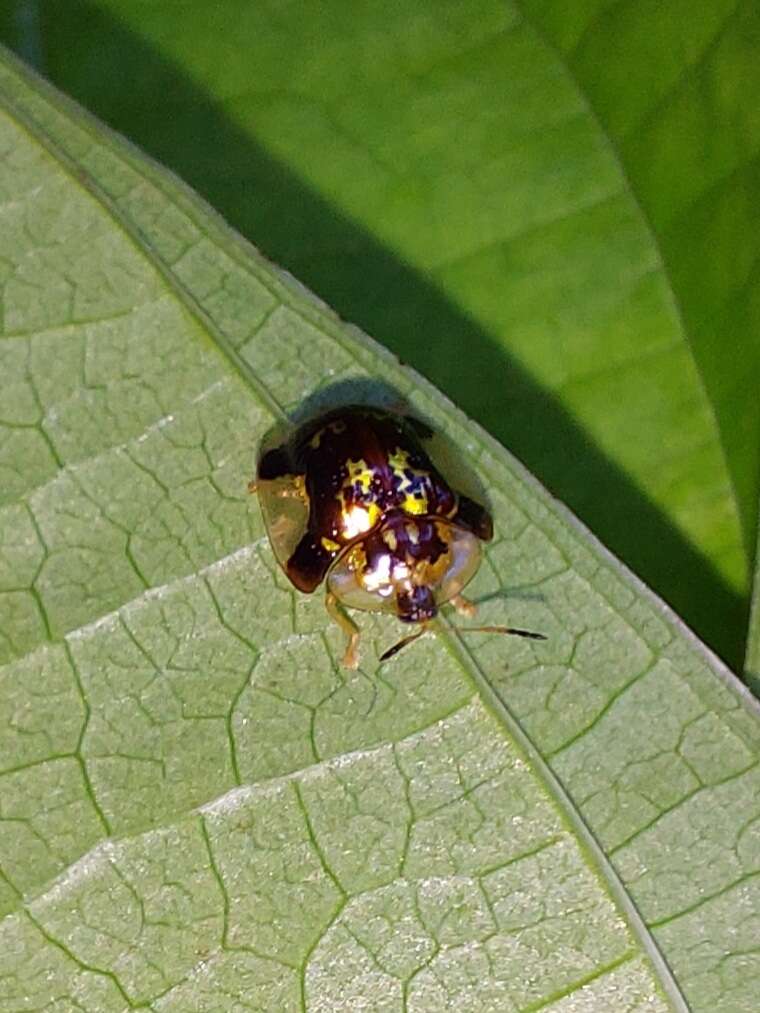 Deloyala insubida (Boheman 1855)的圖片