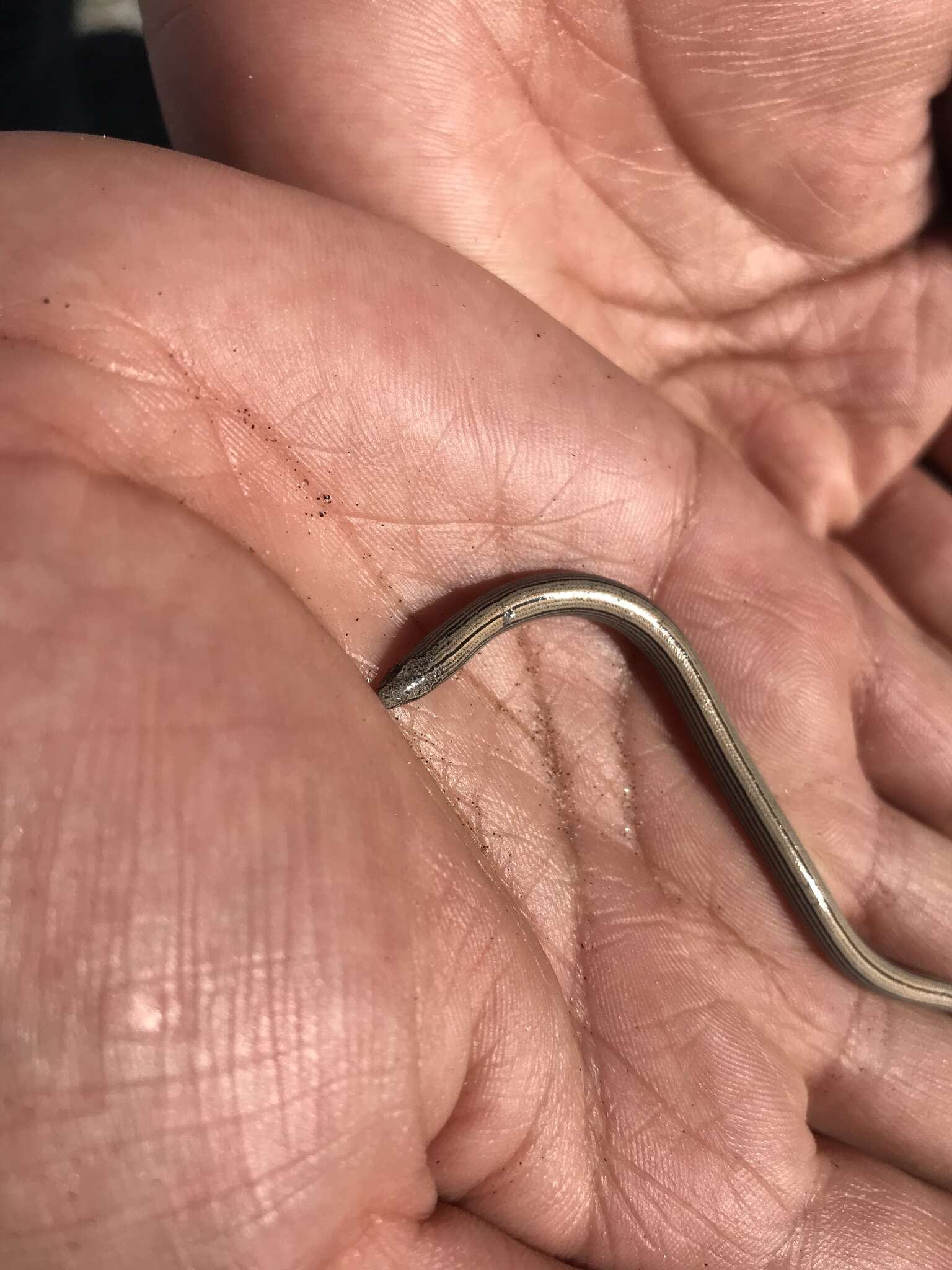 Image of Baja California Legless Lizard