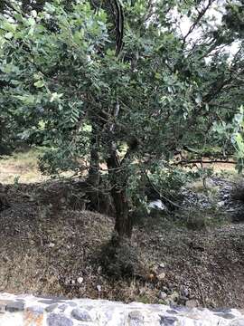 Image of Cretan zelkova