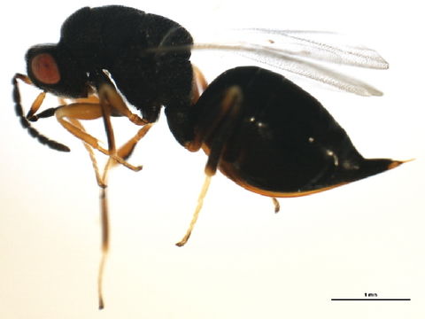 Image of <i>Eurytoma discordans</i> Bugbee 1951