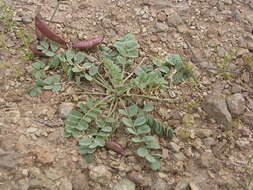 Image of Paradox milkvetch