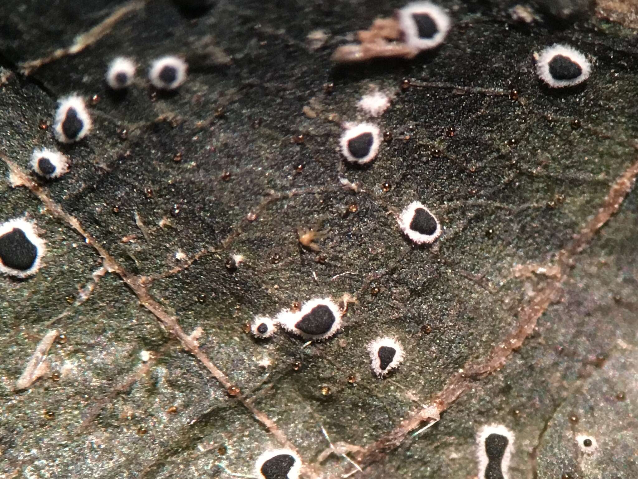 Image of Paramyrothecium roridum (Tode) L. Lombard & Crous 2016