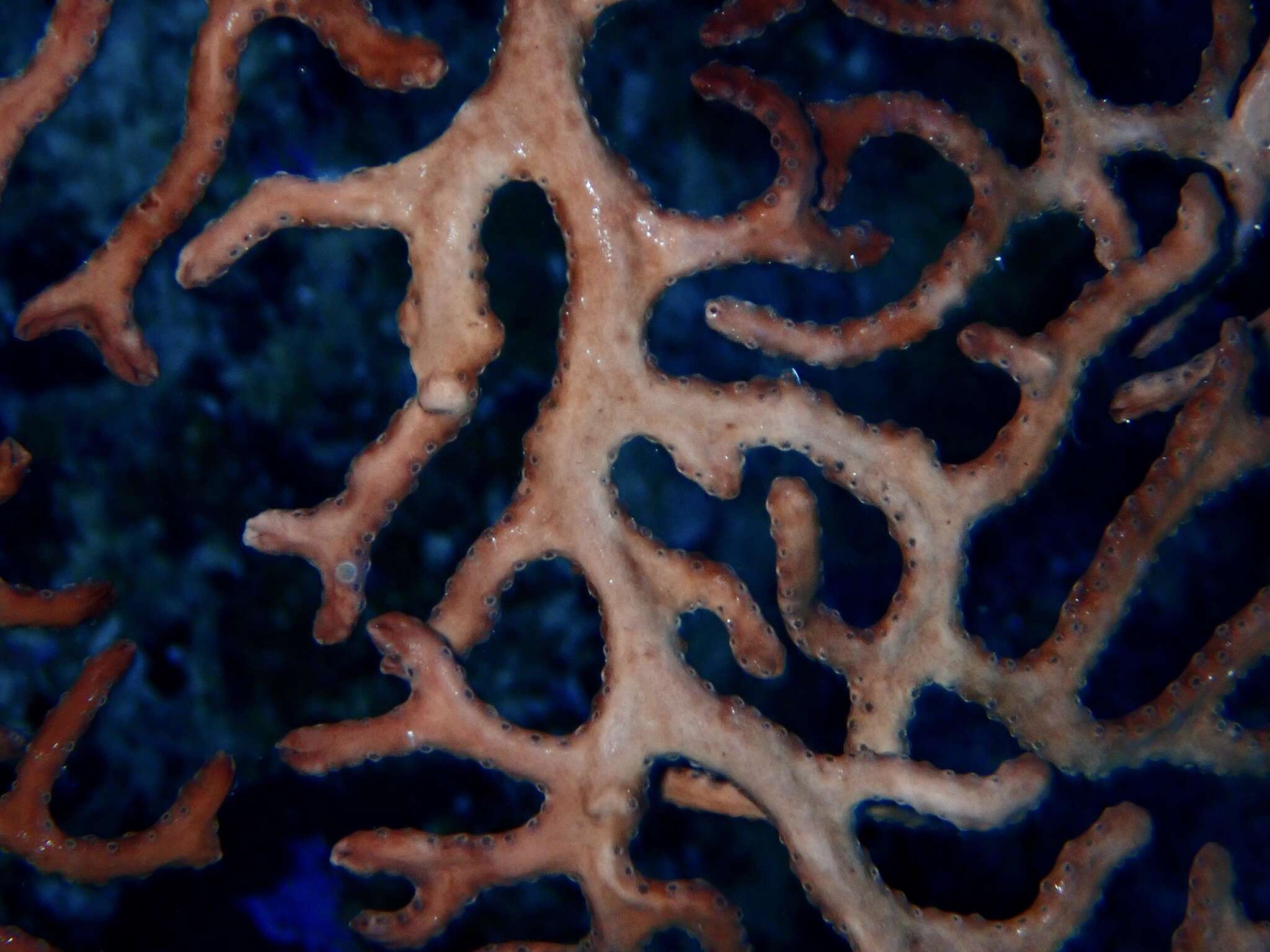 Image of Black Sea fan